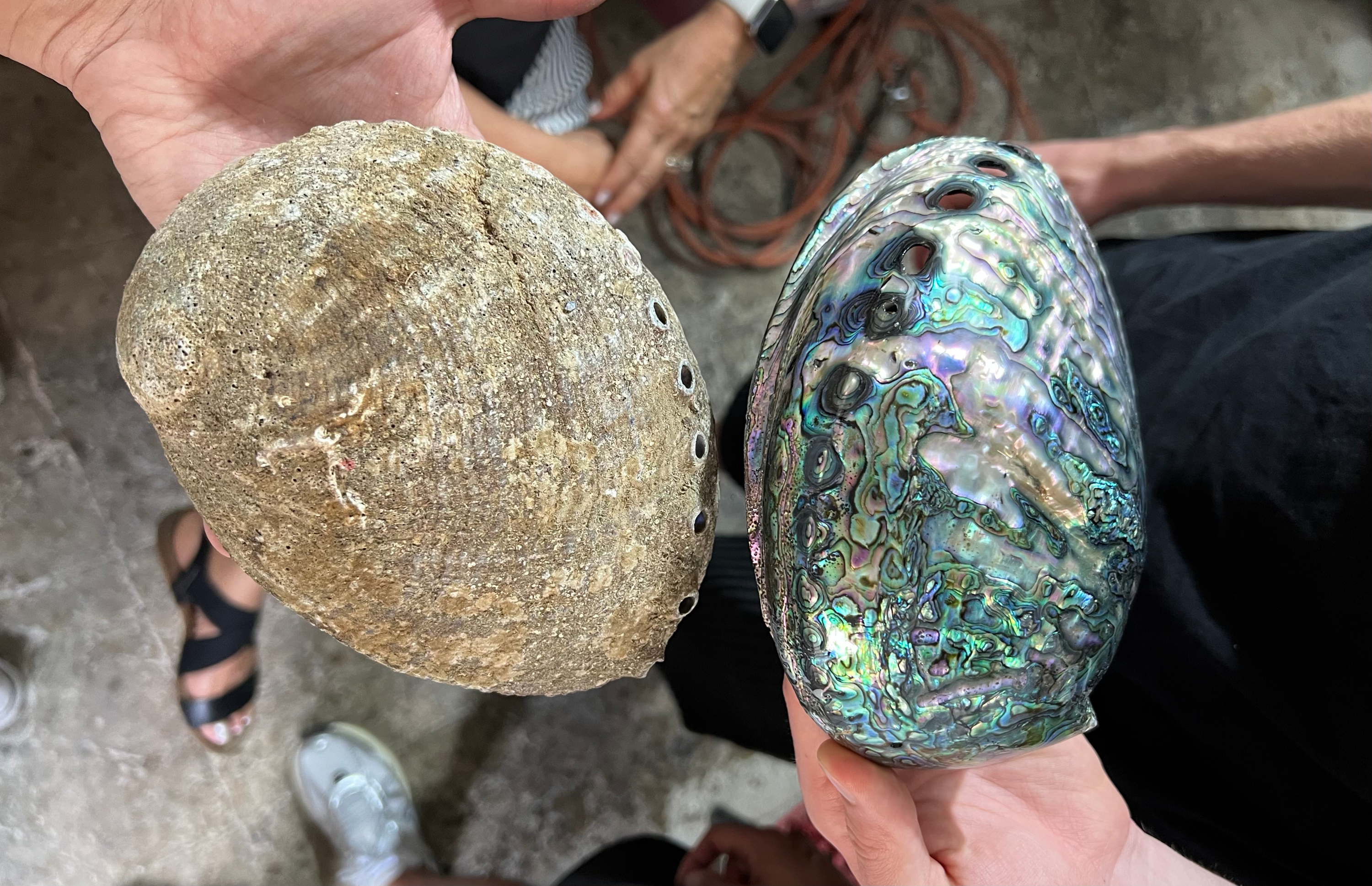 Die Abalone-Muschel: Ein Kunstwerk aus dem Meer